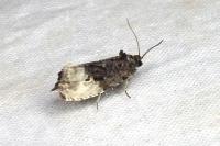Hedya nubiferana