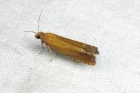 Lathronympha strigana