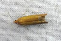 Lathronympha strigana