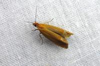 Lathronympha strigana