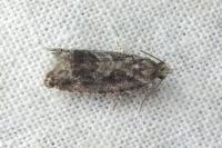 Zeiraphera isertana