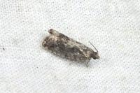 Zeiraphera isertana