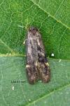 Aproaerema patruella