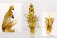 Aproaerema patruella