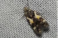 Teleiodes luculella