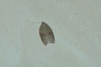 Acleris sparsana