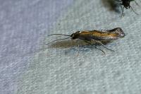 Ochromolopis ictella
