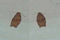 Pandemis heparana