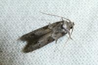 Blastobasis glandulella