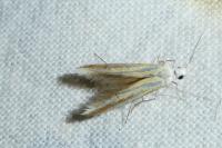 Coleophora ononidella