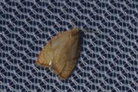 Acleris forsskaleana