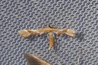 Cnaemidophorus rhododactylus