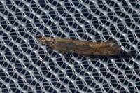 Plutella xylostella