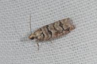 Pseudococcyx tessulatana