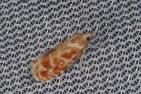 Rhyacionia pinicolana