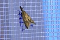 Aplota palpella