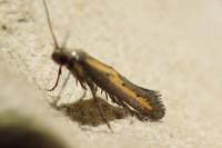 Ochromolopis ictella