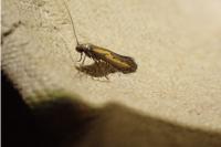 Ochromolopis ictella