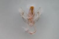 Hofmannophila pseudospretella
