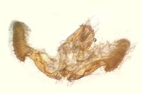 Notocelia trimaculana