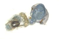 Epinotia abbreviana