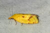 Agapeta hamana