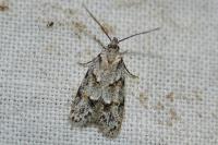 Symmoca signatella