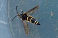 Paranthrene tabaniformis