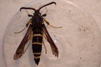Paranthrene tabaniformis
