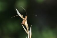 Nemophora pfeifferella
