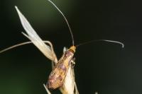 Nemophora pfeifferella