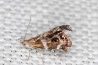 Tebenna micalis