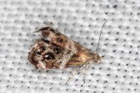 Tebenna micalis