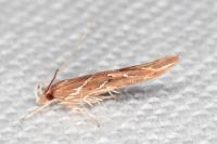 Pyroderces argyrogrammos