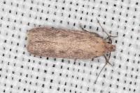 Platyedra subcinerea
