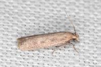 Platyedra subcinerea