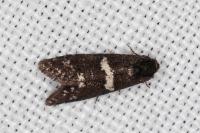 Penestoglossa gallica