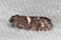 Penestoglossa gallica