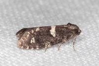 Penestoglossa gallica