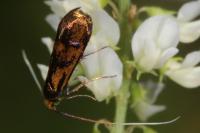 Nemophora pfeifferella