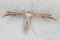 Emmelina monodactyla