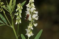 Nemophora pfeifferella