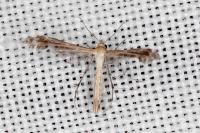 Stangeia siceliota