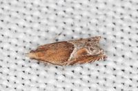 Ancylis
