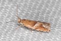 Ancylis