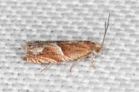 Ancylis