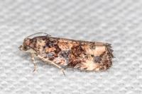 Endothenia gr. gentianaeana
