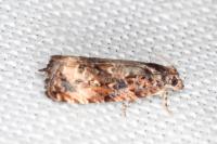Endothenia gr. gentianaeana