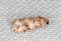 Lobesia botrana
