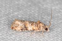 Lobesia botrana